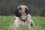 MASTIFF 116